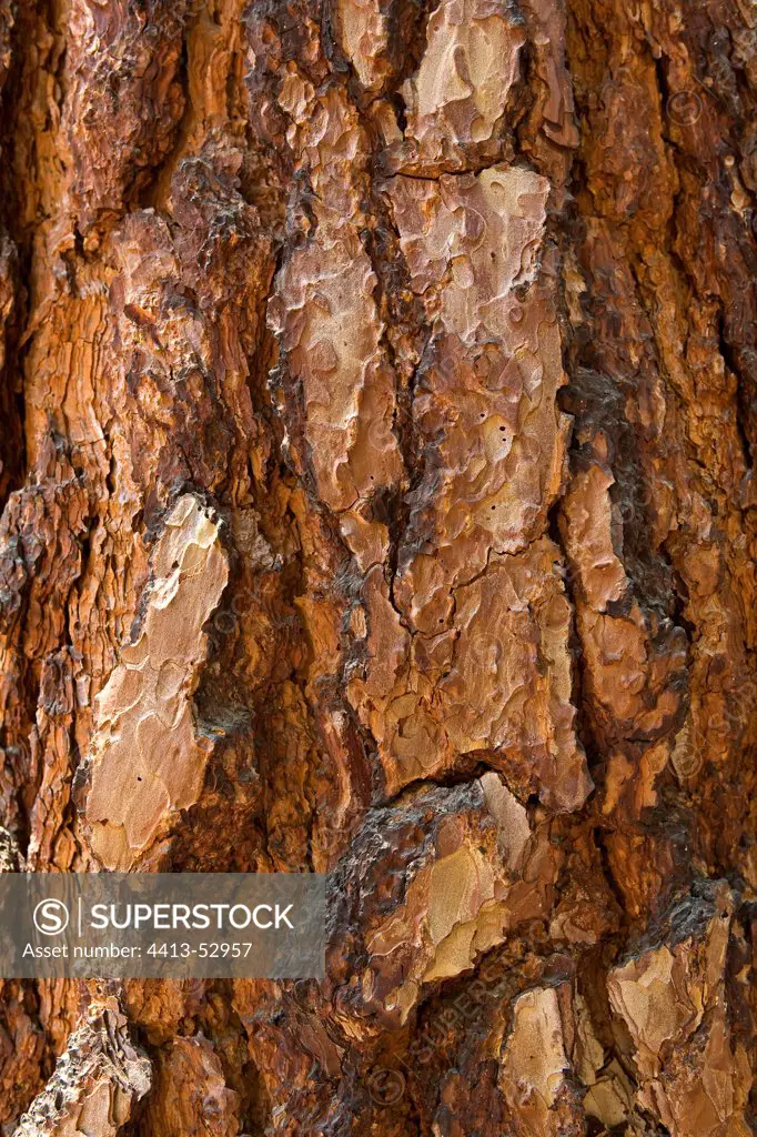 Pine bark Sierra Nevada California USA