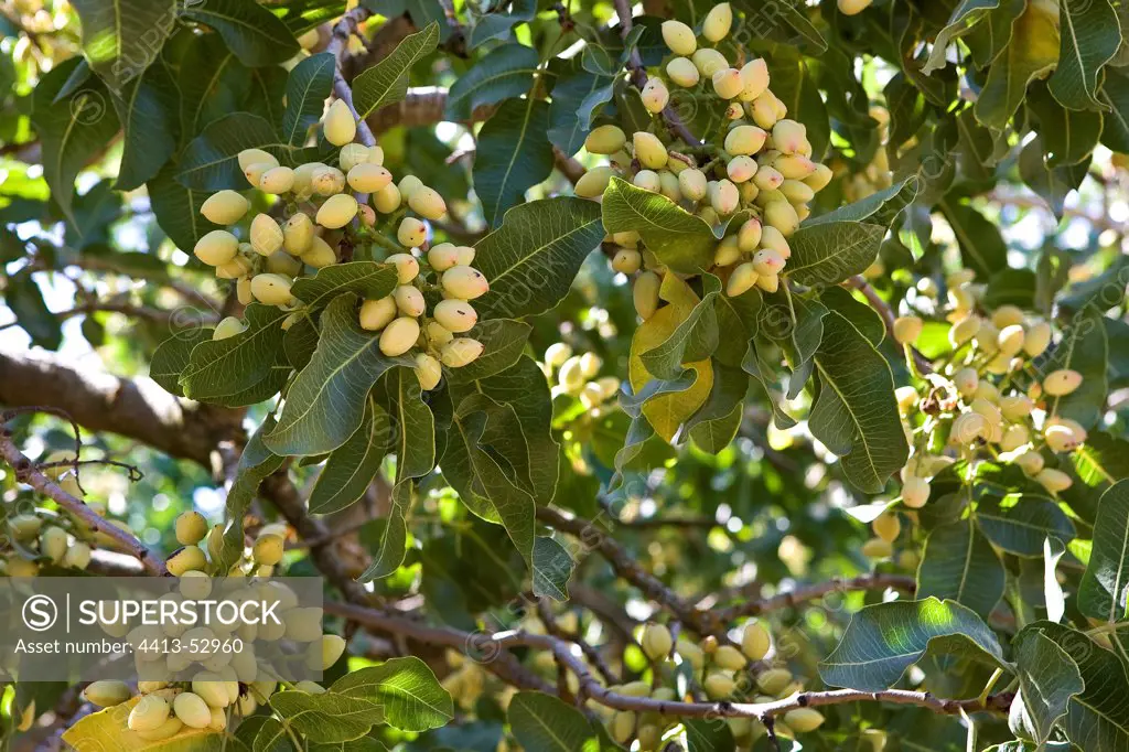 Pistachio fruits on tree California USA