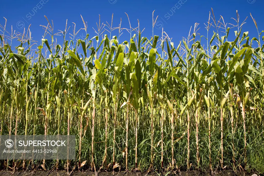 Irrigated Corn culture California USA