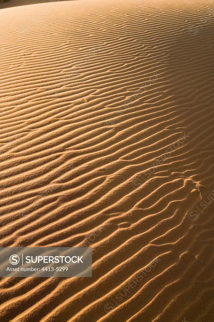 Sand dune in the Sahara Algeria