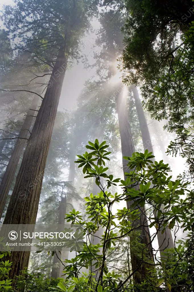 Redwoods National Park California USA