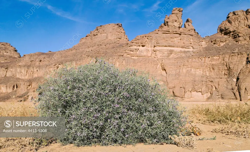 Bush flowered in the desert Tassili N'ajjer Algeri