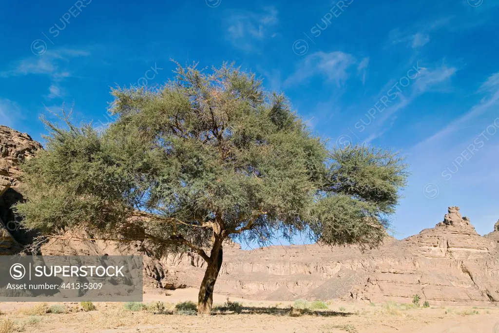 Tree in the desert Tassili N'ajjer Algeri