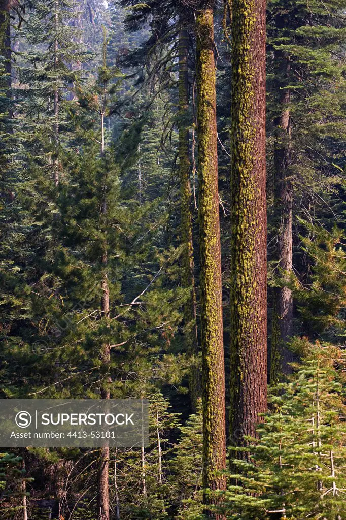 Red pines Yosemite National Park California USA
