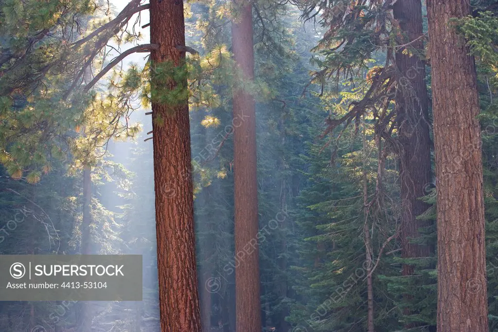 Red pines Yosemite National Park California USA