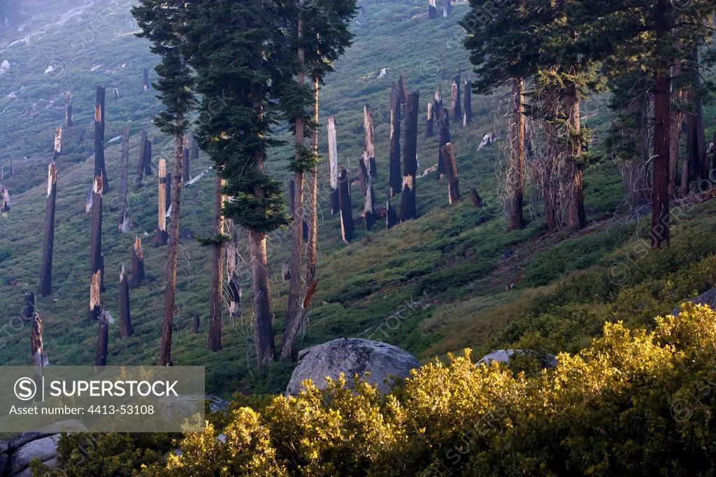Forest after fire Yosemite National Park California USA
