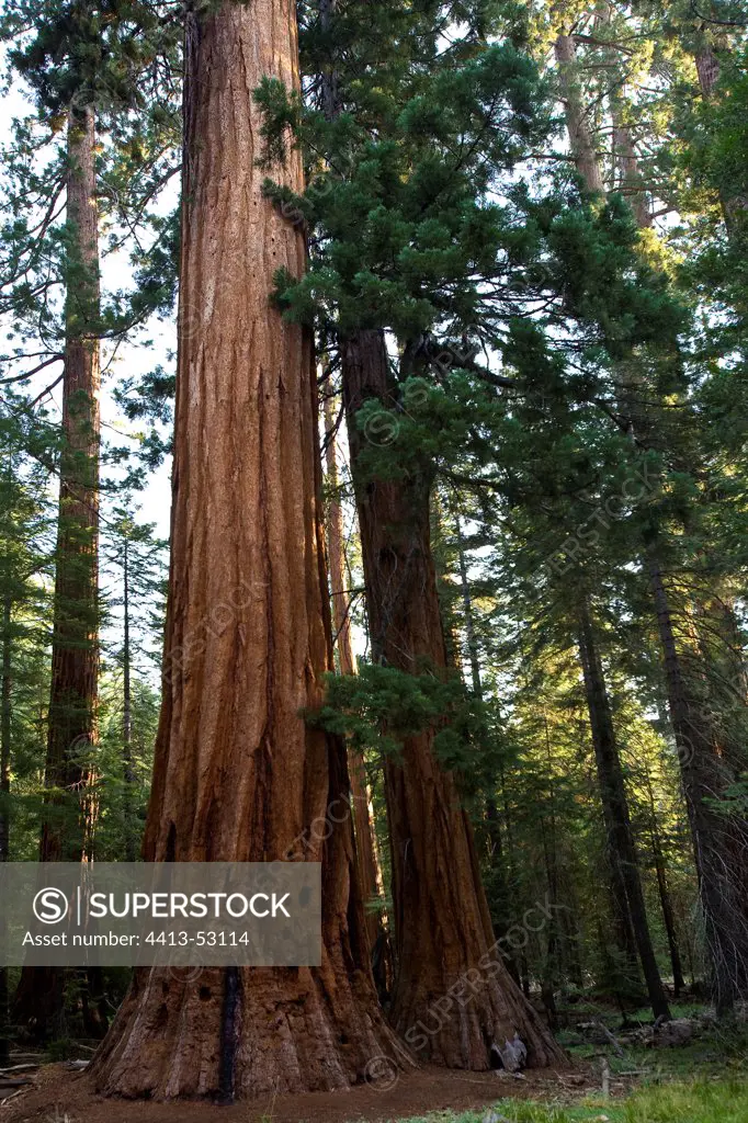 Giant Sequoia Yosemite National Park California USA