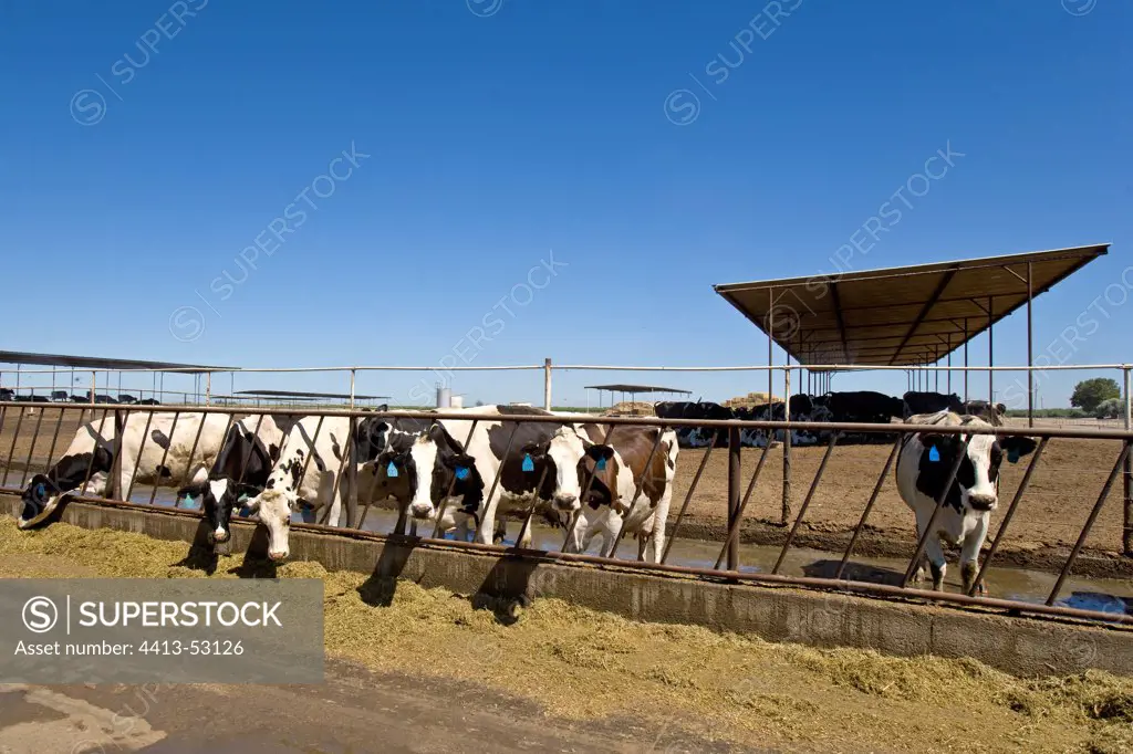 Livestock extensive dairy California USA