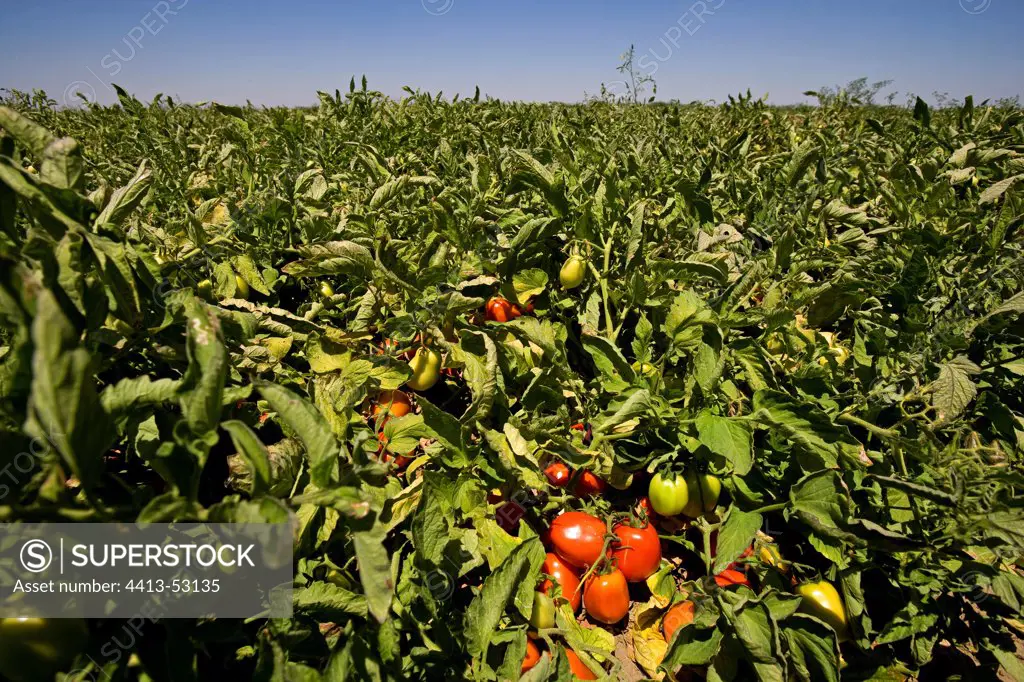 Culture of Tomatoes in field California USA