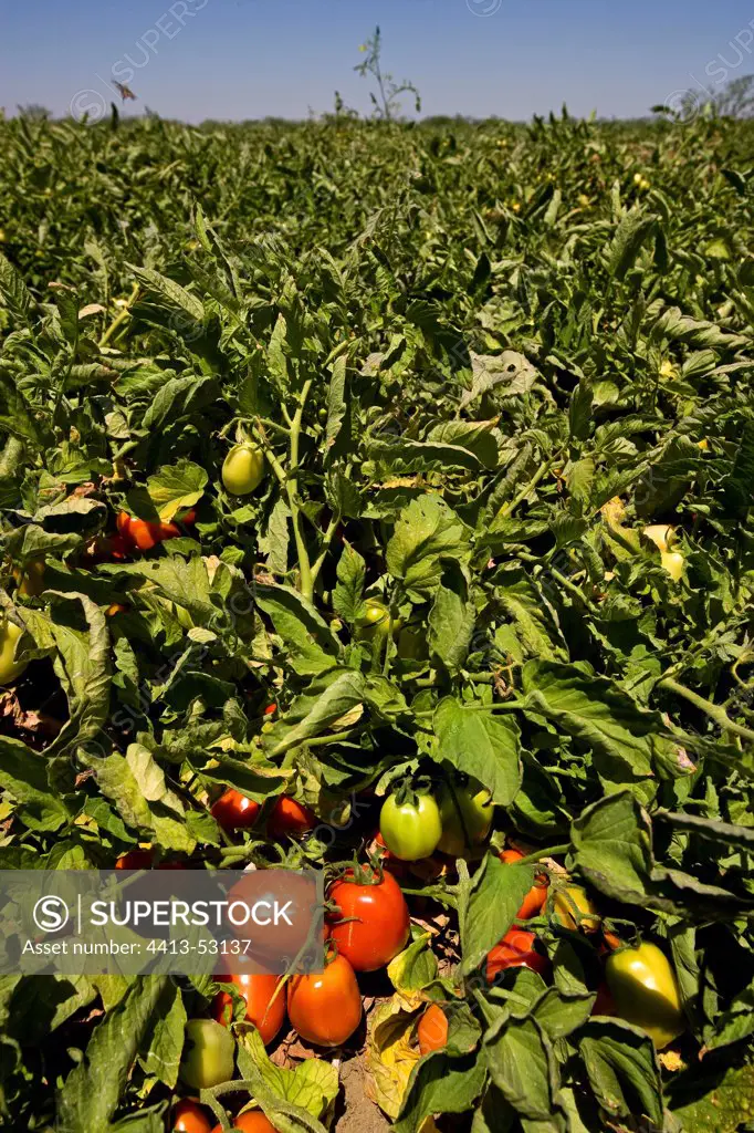 Culture of Tomatoes in field California USA