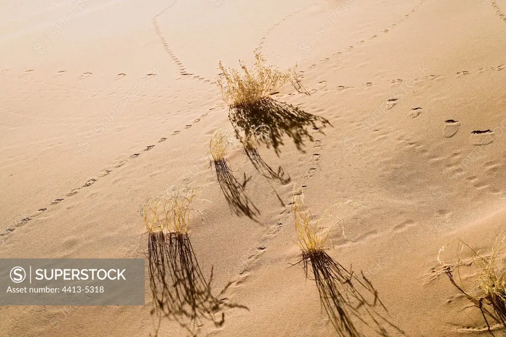 Traces of step of animals in sand Sahara Algeria