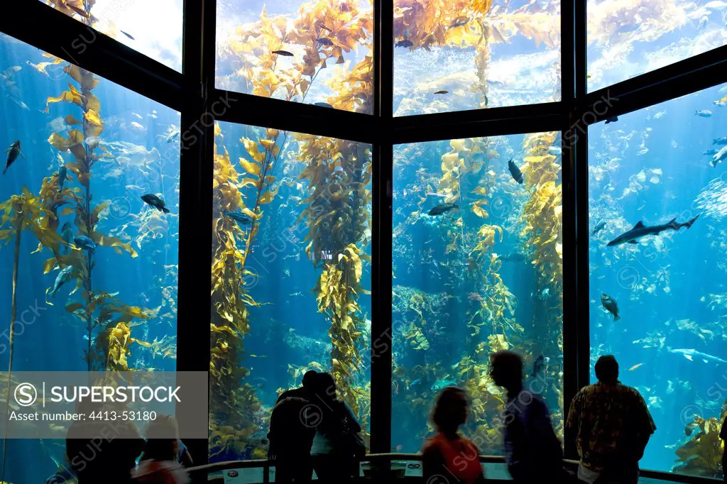 Monterey Bay Aquarium California USA