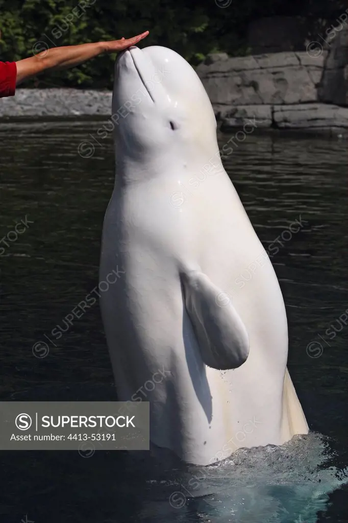 Beluga touching the hand of his trainer Vancouver Canada