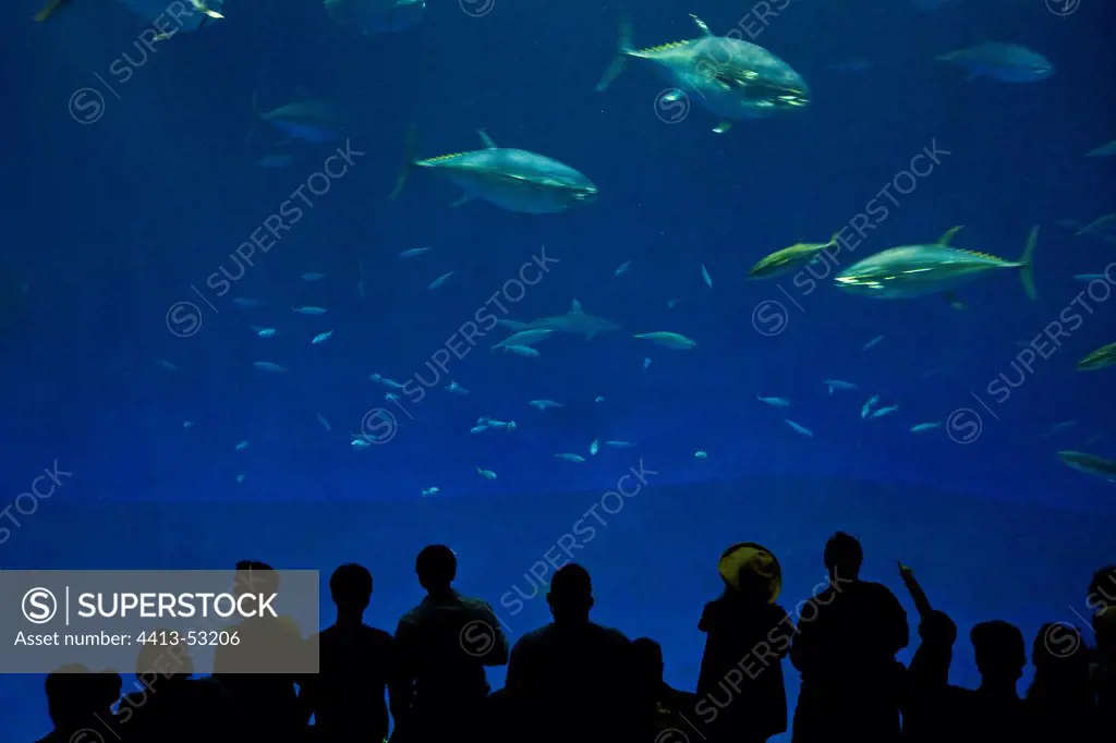 Sharks and Tunas Monterey Bay Aquarium CaliforniaUSA