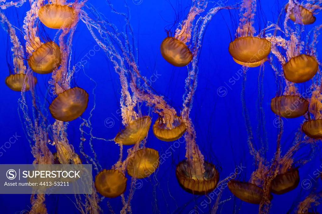 Sea Nettles Monterey Bay Aquarium CaliforniaUSA