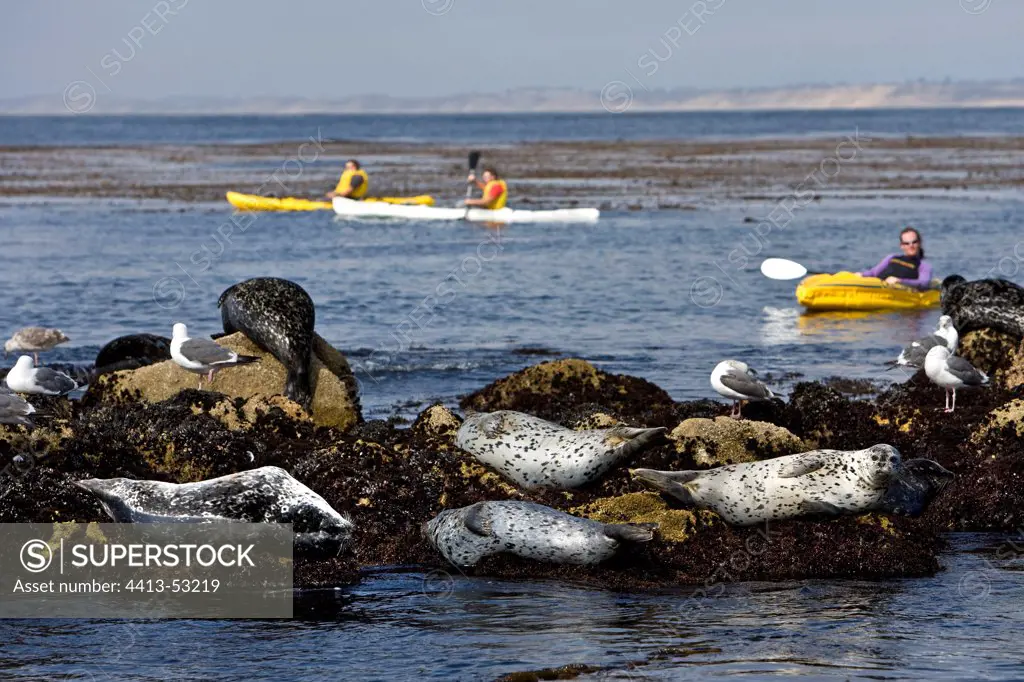 Harbor Seals and sea kayak California USA