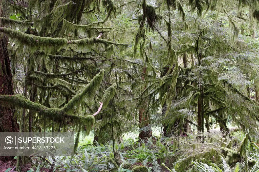 Undergrowth of Cathedral Grove temperate rain forest Canada