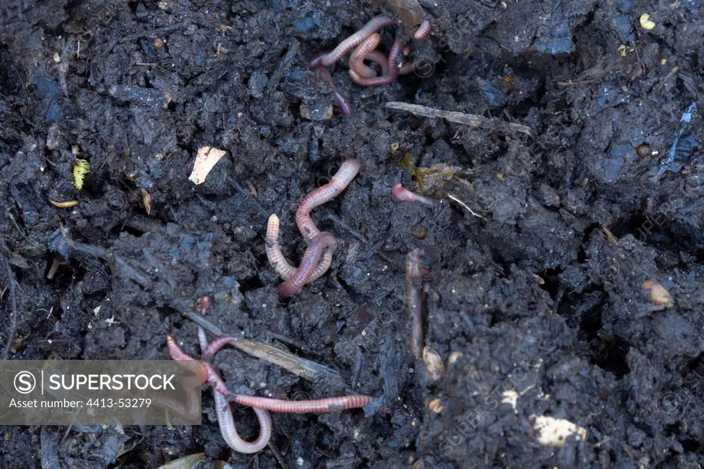 Compost with red earthworm in a garden