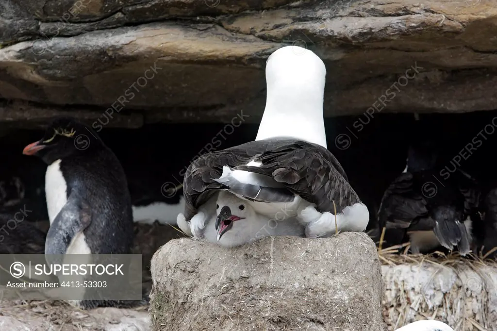 Black browed Albatross and chick at nest Faklands Islands