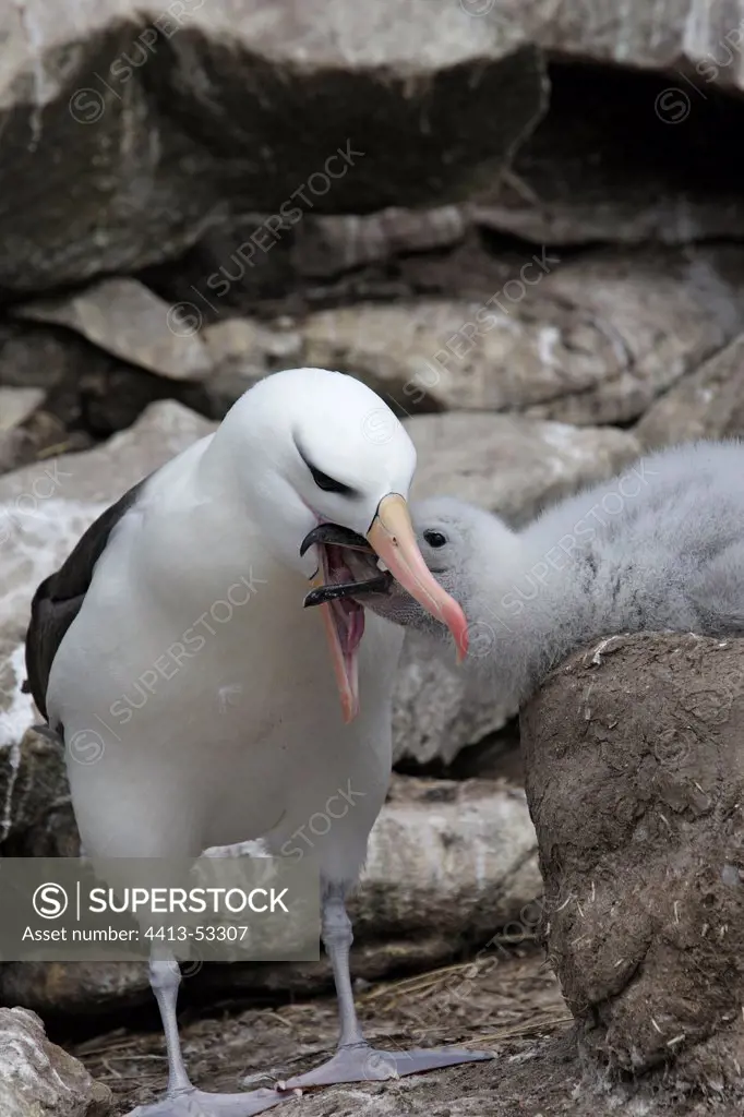 Black browed Albatross feeding chick at nest Faklands