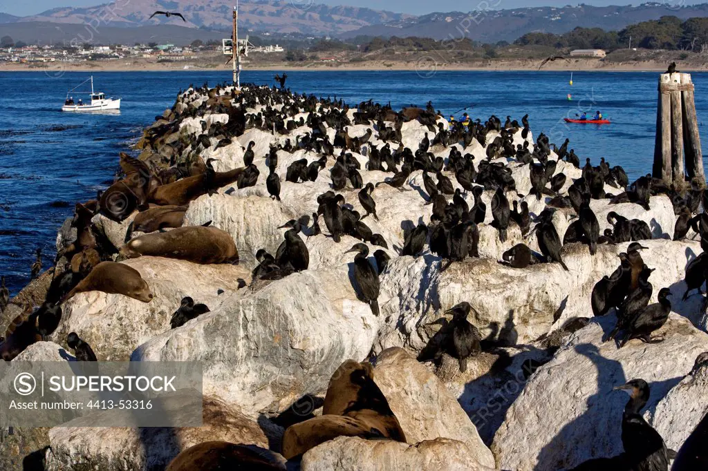 Californian sea lions and Cormorants on rock Monterey USA