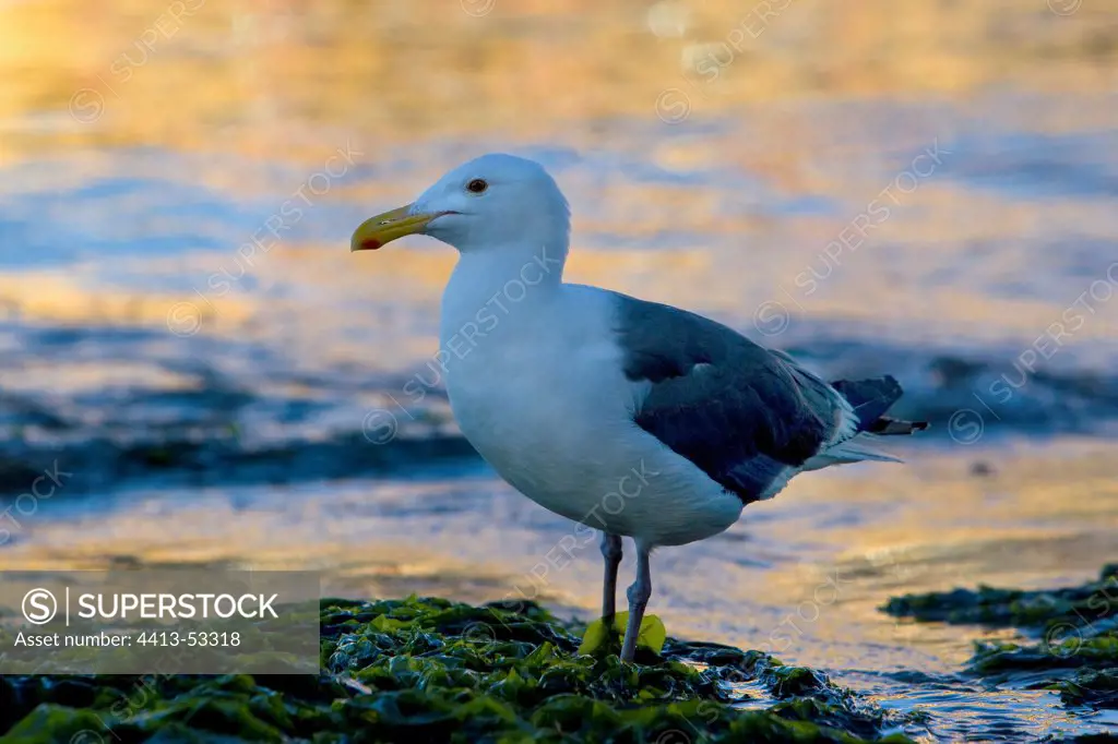 Western Gull waterfront California USA
