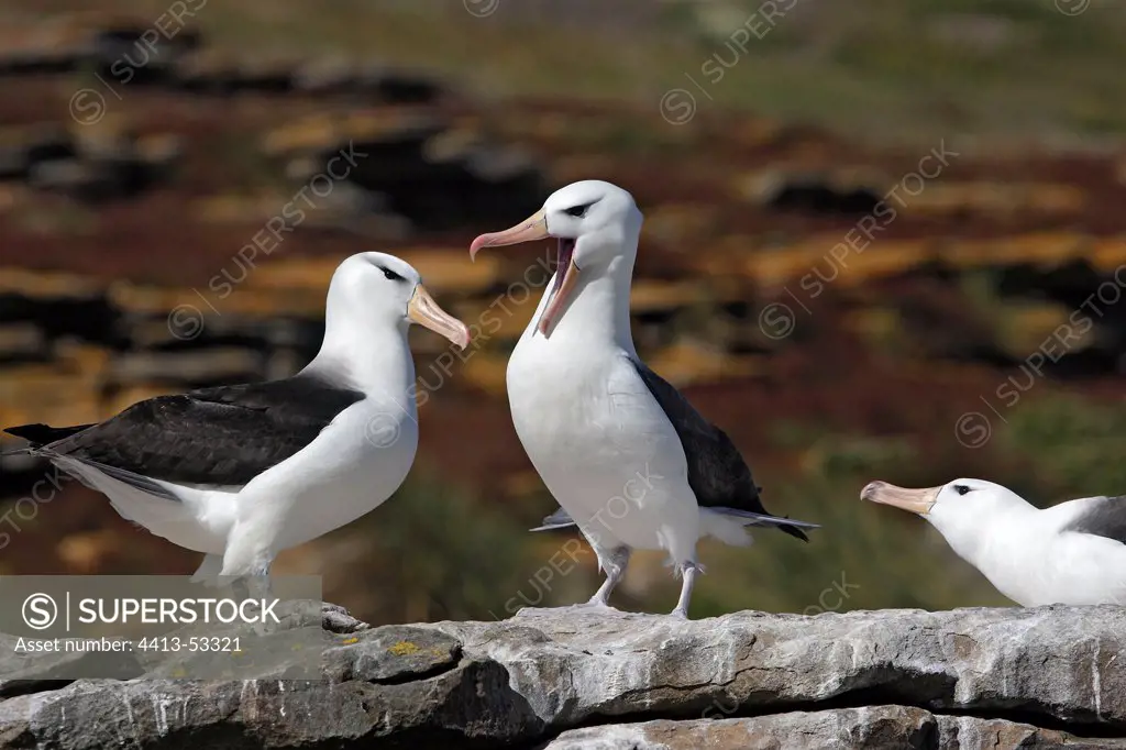 Black browed Albatros courtship behaviour Faklands Islands