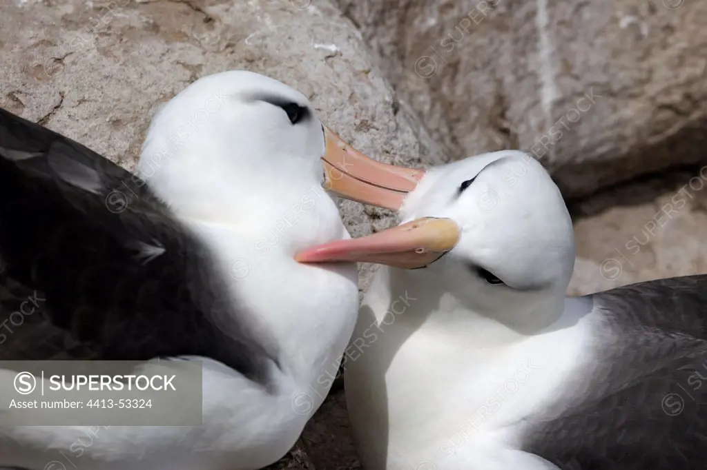 Black browed Albatros courtship behaviour Faklands Islands