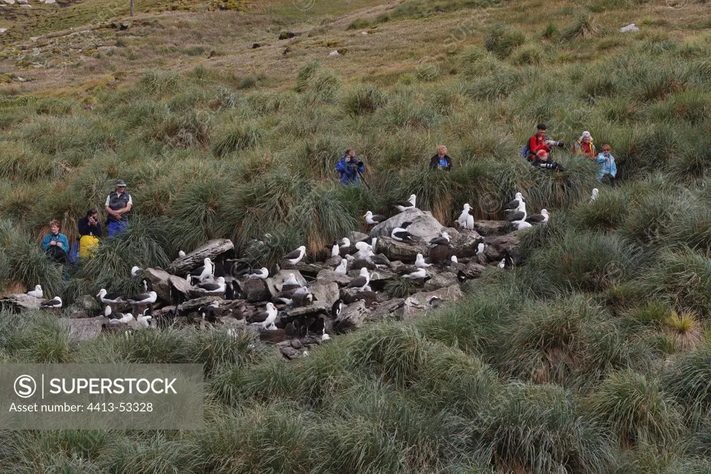 Photographers and colony of Black browed Albatros Faklands