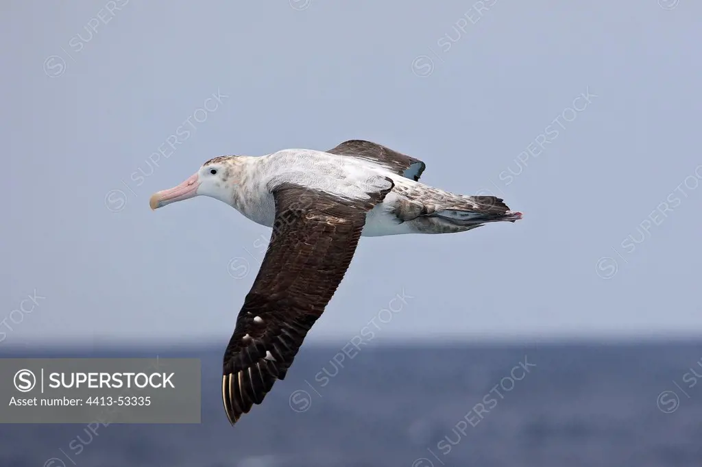 Wandering Albatross flying over the Atlantic