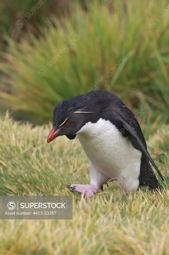 Rockhopper penguin walking on a grassy coast Falklands