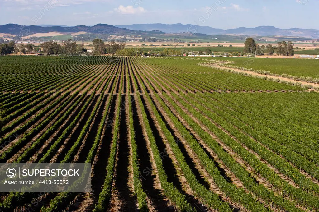 Vineyard Carneros area of Napa Valley California USA