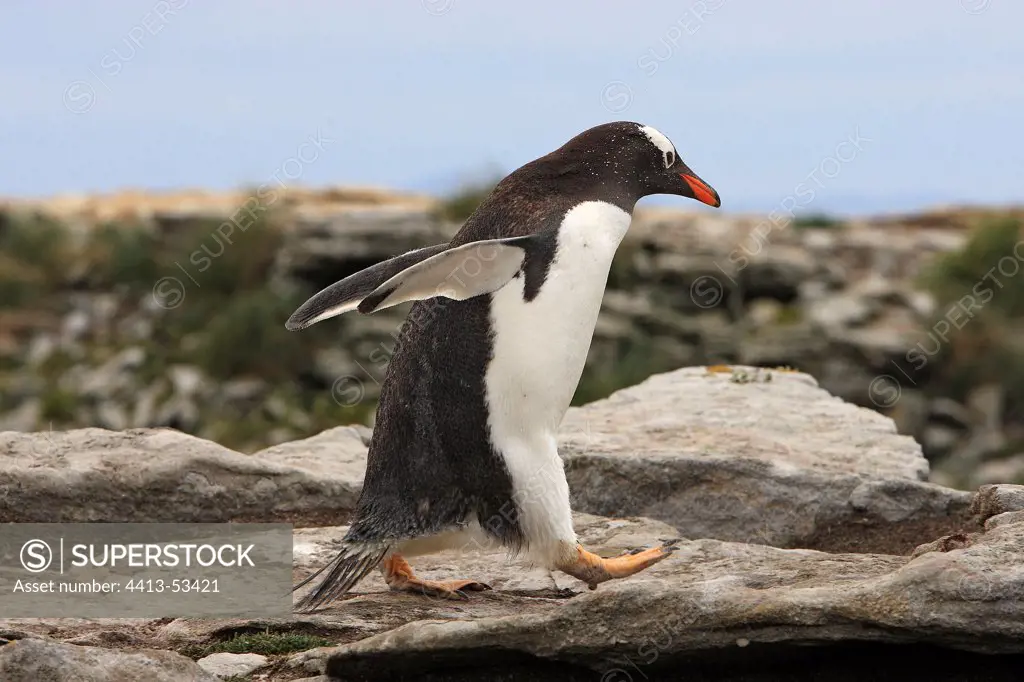 Gentoo penguin walking on a rock New Island Falklands