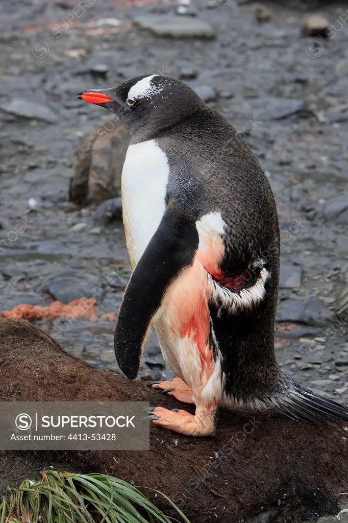 Gentoo penguin wounded by a leopard seal South Georgia