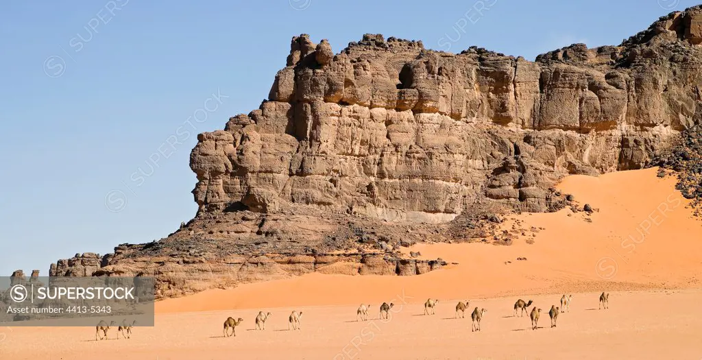 Wild dromedaries Inzouaten Tassili N'ajjer Algeria