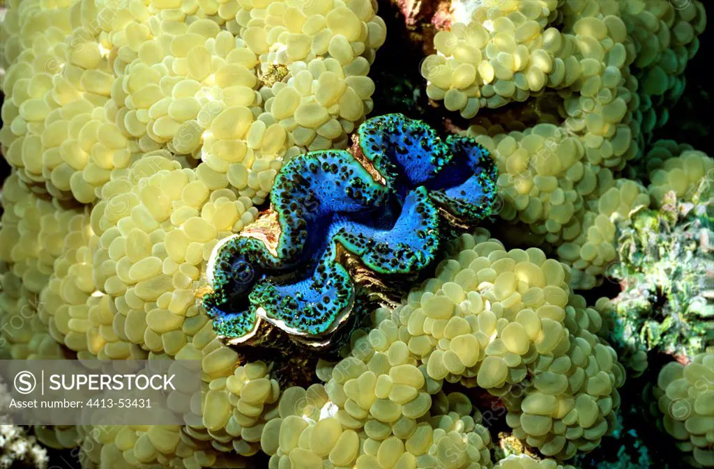 Giant Clam and Green Bubble Coral Sanganeb Red Sea Soudan
