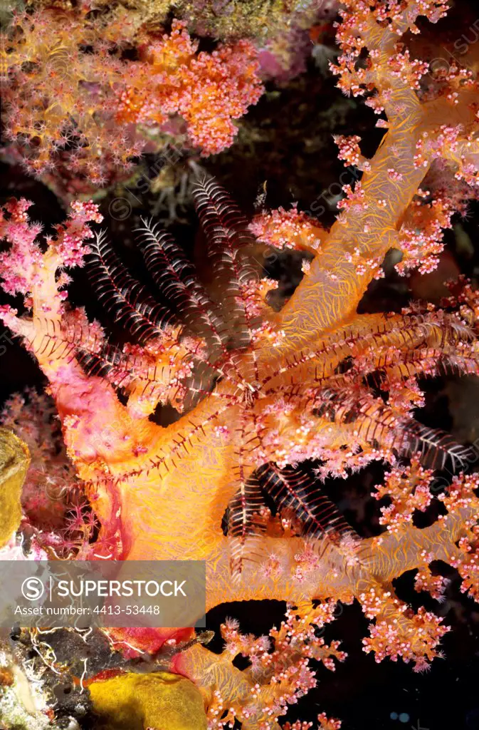 Feather Star on Soft Coral Sanganeb Red Sea Soudan