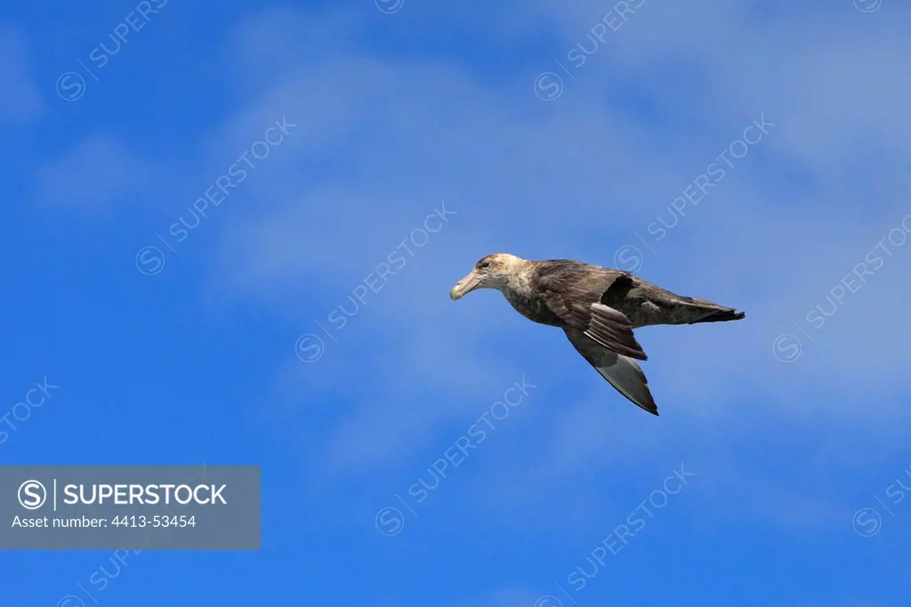 Southern Giant Petrel flying South Georgia