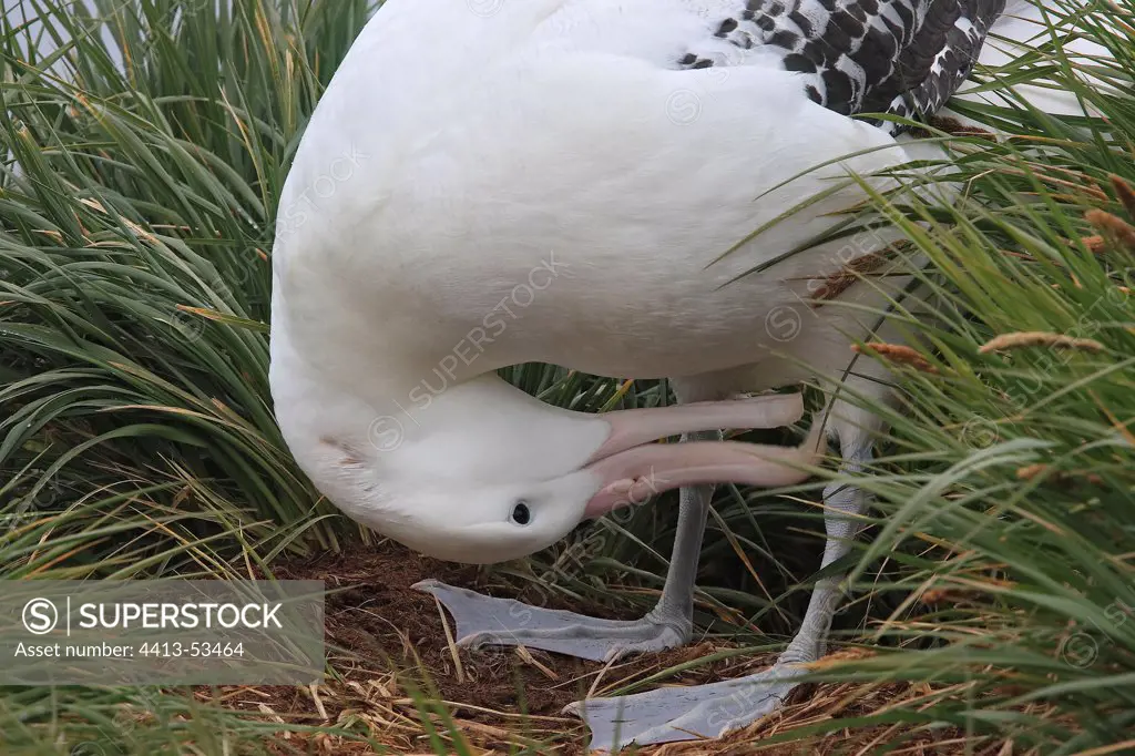 Toilett of a Wandering Albatross at nest South Georgia