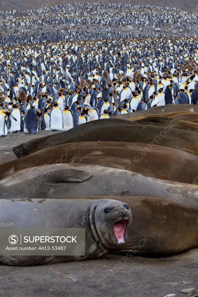 Southern Elephant seals and colony of King Penguins
