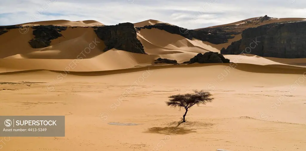 Dunes of Moul Aga and lonely acacia Tassili N'ajjer Algeria