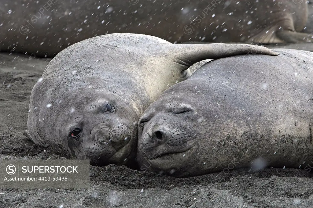 Southern Elephant seals asleep under snow South Georgia