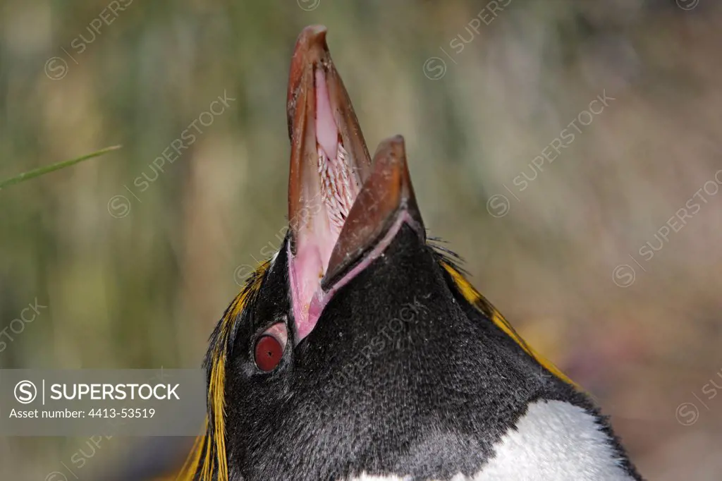 Portrait of a Macaroni penguin Cooper Bay South Georgia