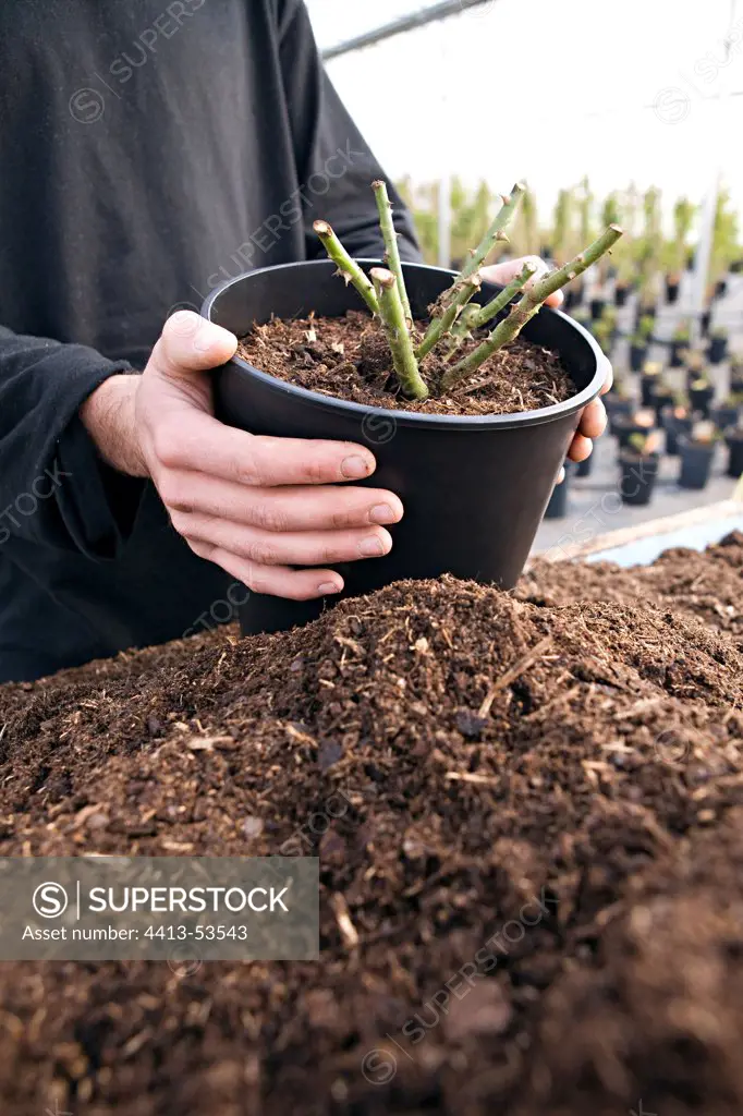 Repotting of a rose-tree in a rose nursery