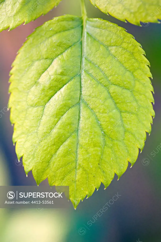 Rose-tree 'Cyrano de Bergerac' iron-reduced chlorosis leaf