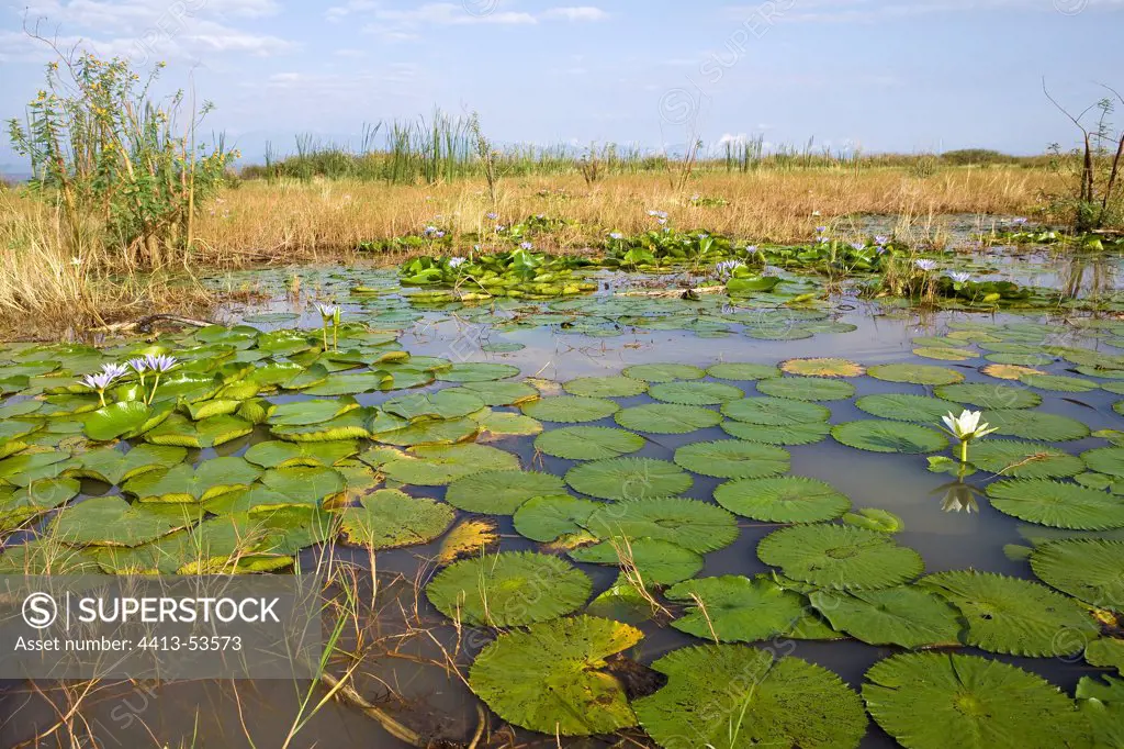 Water Lilies in a swamp Lake Baringo Kenya