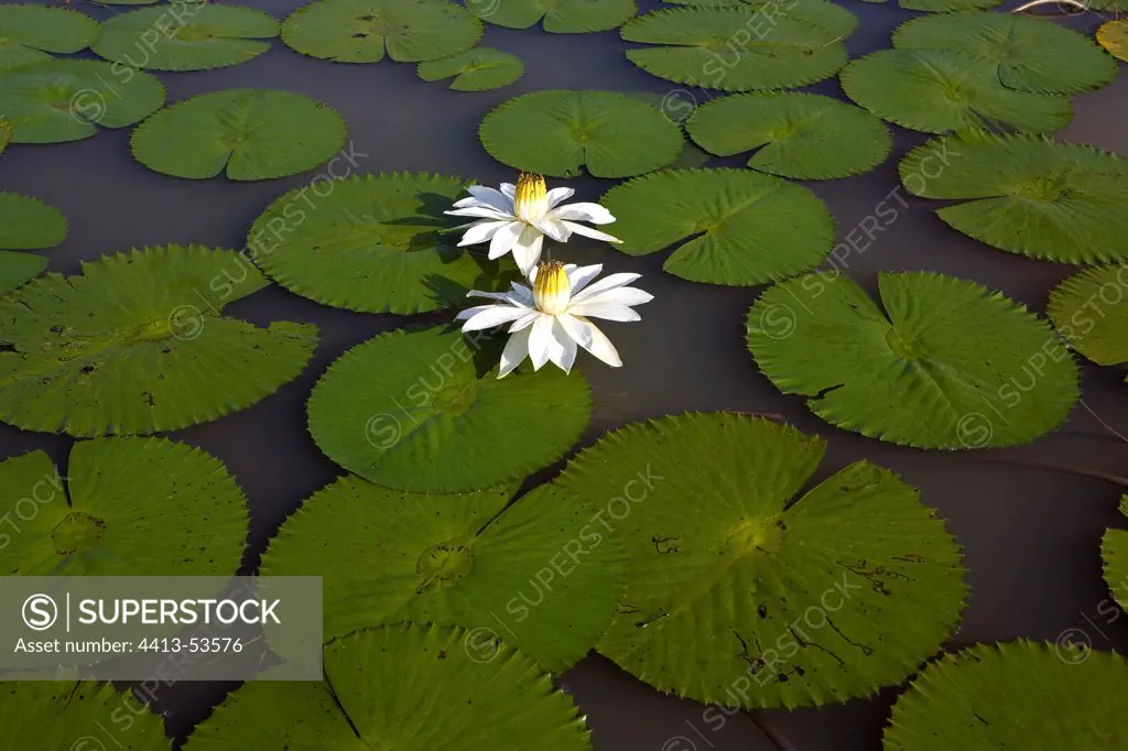 White Water Lily blooming at Lake Baringo Kenya