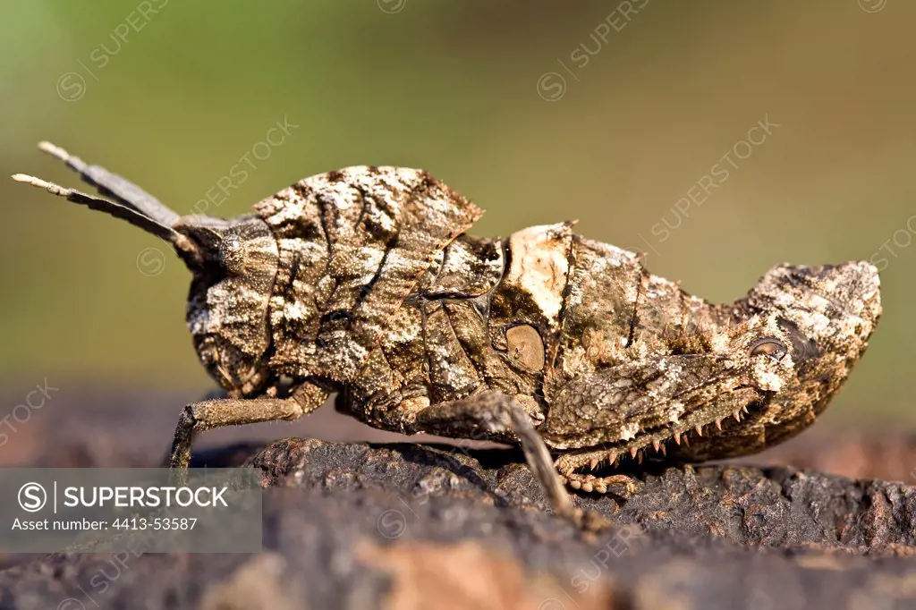Orthoptere camouflaged at rest Lake Baringo in Kenya