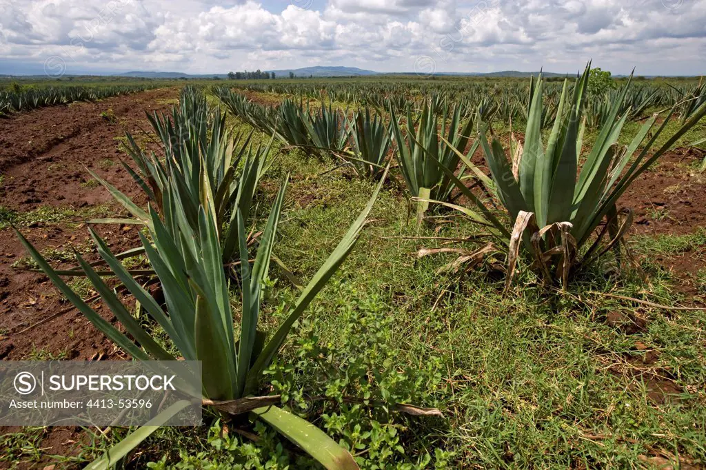 Field of Agaves in Kenya
