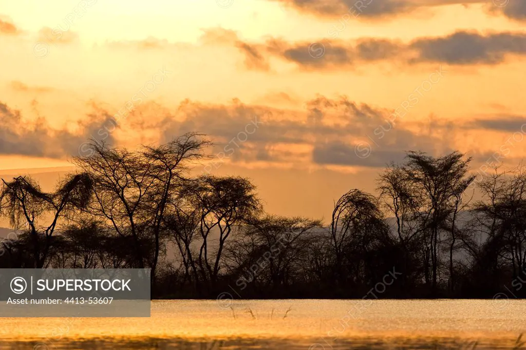 Flooded Forest at Lake Baringo in the Rift Valley Kenya